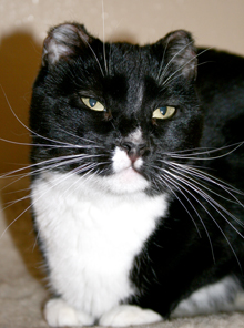 pet cat mieka